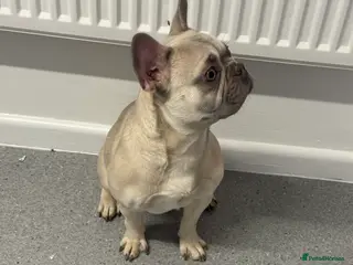 French Bulldog dogs Female blue fawn frenchie - Advert 2