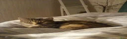 Mixed Breed cats for sale: Female tabby neutered seeks quiet home - Advert 3
