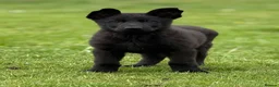 German Shepherd dogs for sale: STRONG ALERT PUPS - Advert 3