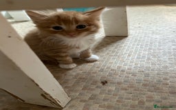Mixed Breed cats for sale: Beautiful litter off kittens  - Image 37