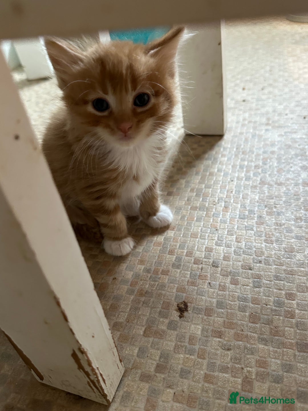 Mixed Breed cats for sale: Beautiful litter off kittens  - Image 37