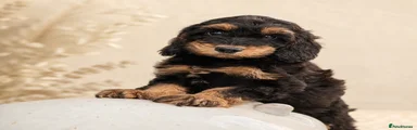 Cockapoo 6