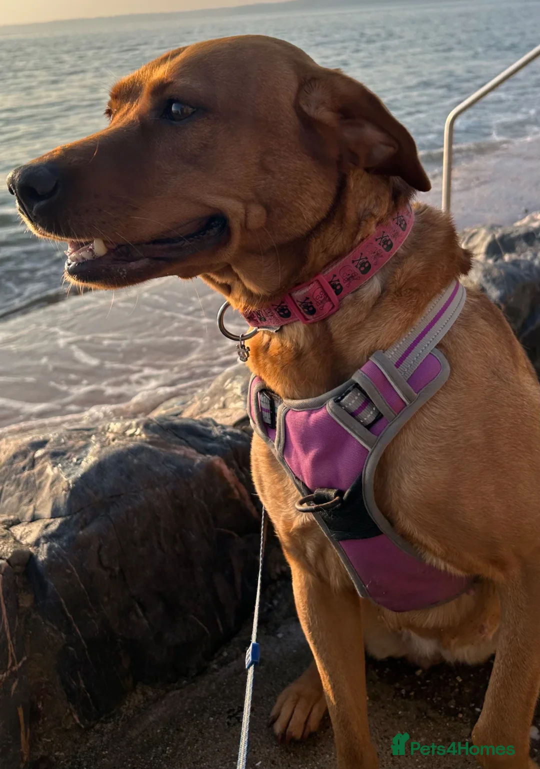 Mixed Breed dogs for sale: Beautiful Vizslador needs a new home - Advert 4