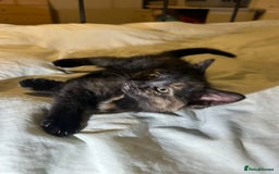 Mixed Breed cats for sale: Gorgeous fluffy kittens  - Advert 12