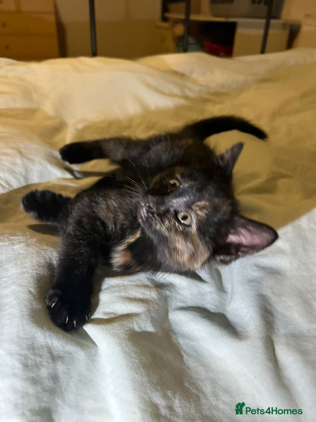 Mixed Breed cats for sale: Gorgeous fluffy kittens  - Advert 12