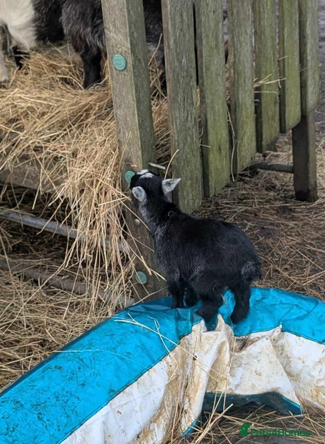 Goats livestock for sale: Nigerian Pygmy Goats for sale x 10 - Advert 3