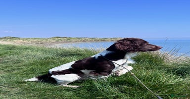 English Springer Spaniel dogs in Clacton-on-Sea - Advert 4