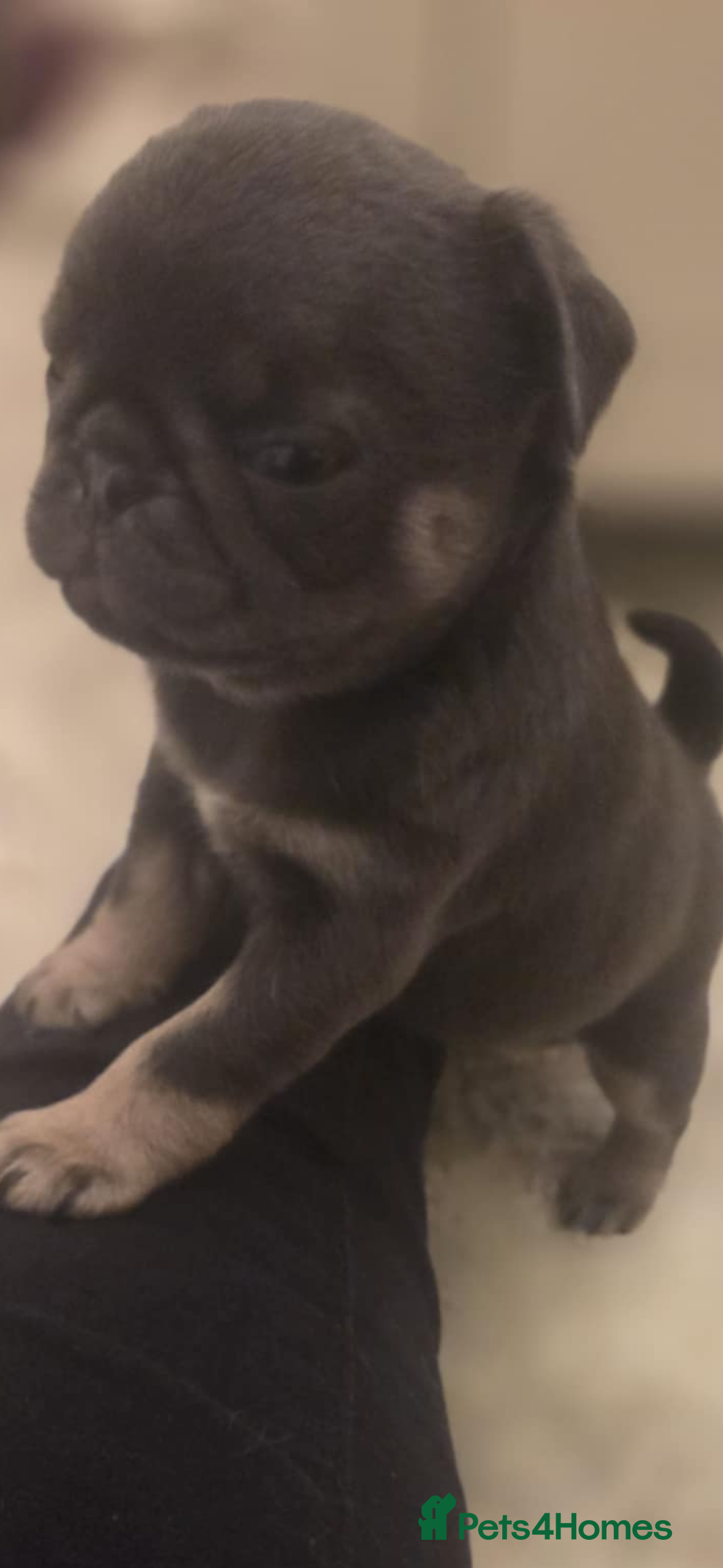 Pug dogs Pugs for sale kc registered  - Advert 6