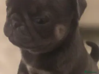 Pug dogs Pugs for sale kc registered - Advert 2