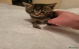 Domestic Shorthair cats for sale: KITTENS FOR ADOPTION 0£ - Image 2