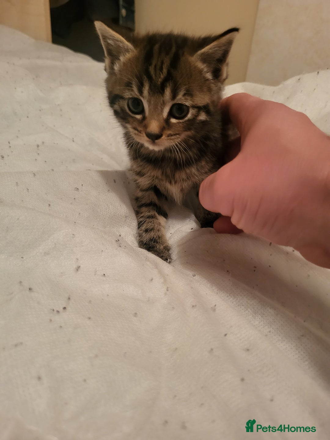 Domestic Shorthair cats for sale: KITTENS FOR ADOPTION 0£ - Image 2