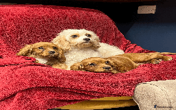 Cavachon dogs for sale: Playful boys ready to go  - Image 4