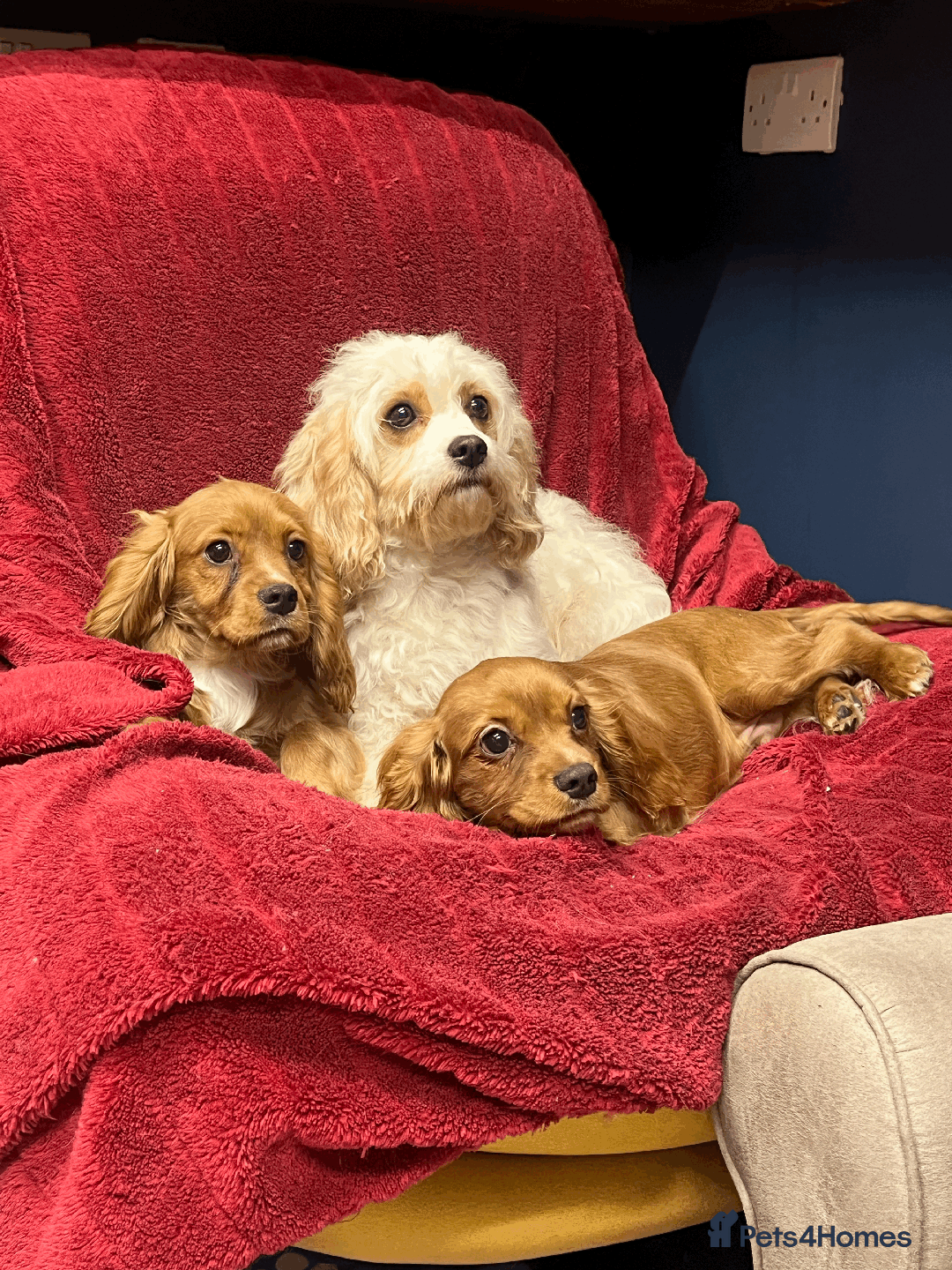 Cavachon dogs for sale: Playful boys ready to go  - Image 4