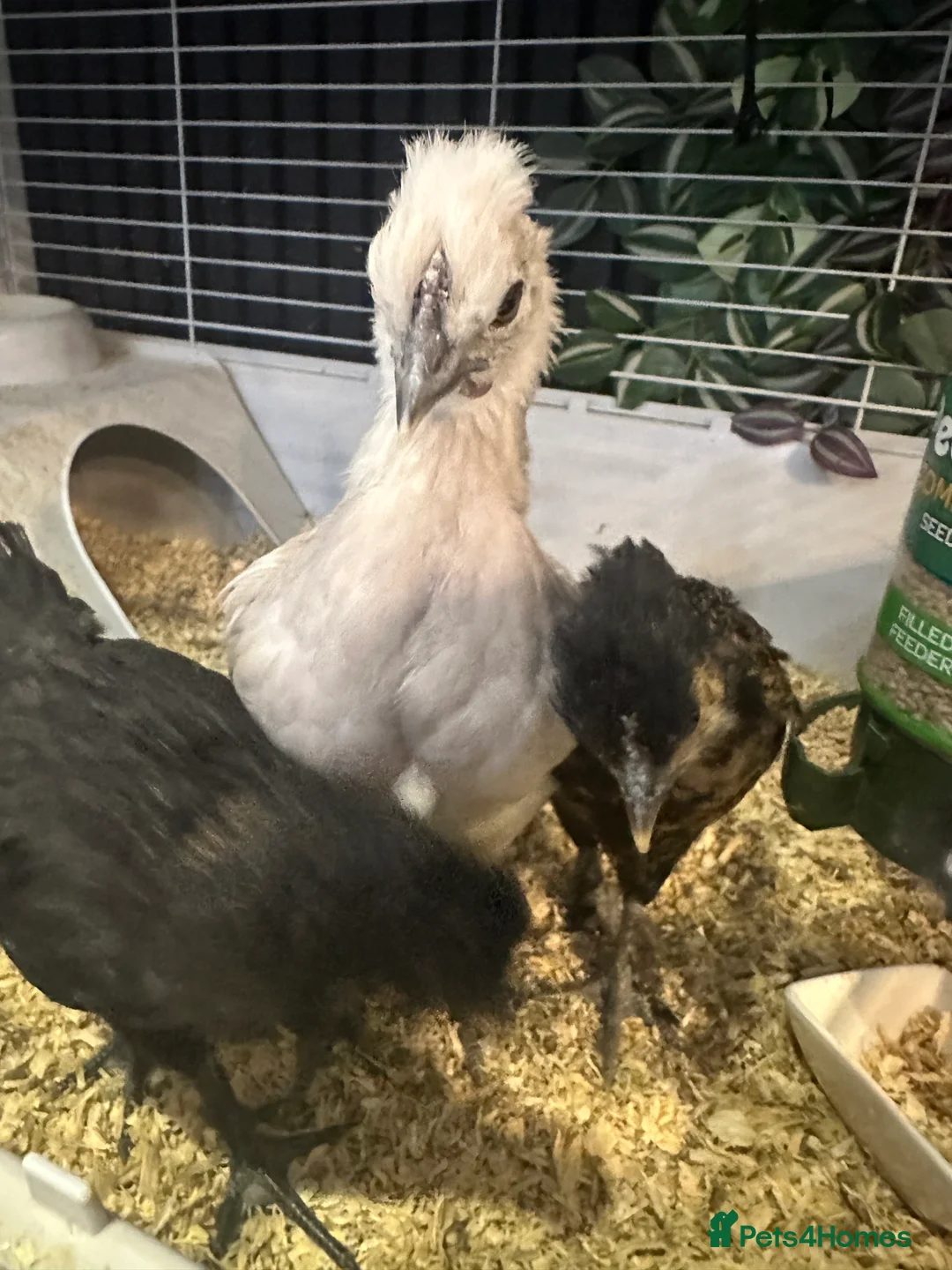 Chickens poultry for sale: ayam cemani - Advert 5