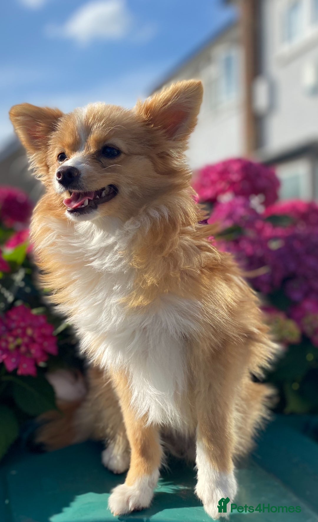 Mixed Breed dogs for sale: 2 Pomeranians girls for sale  - Advert 7