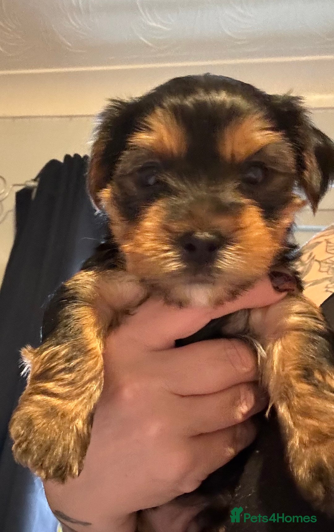 Yorkshire Terrier dogs for sale: Two gorgeous Yorkshire terrier puppies - Advert 9