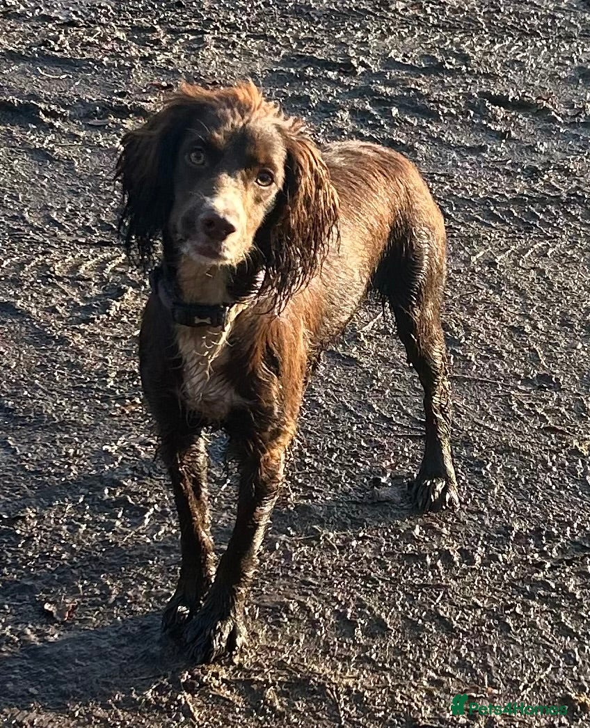 Cocker Spaniel dogs Stunning cocker spaniel  - Advert 2