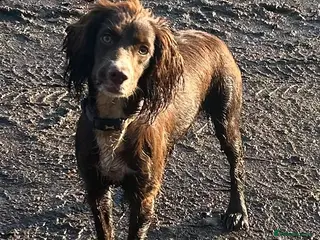 Cocker Spaniel dogs Stunning cocker spaniel - Advert 2