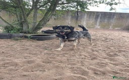 Mixed Breed dogs for adoption: Meet Isacc, currently residing in Cheshire  in Nantwich - Image 13