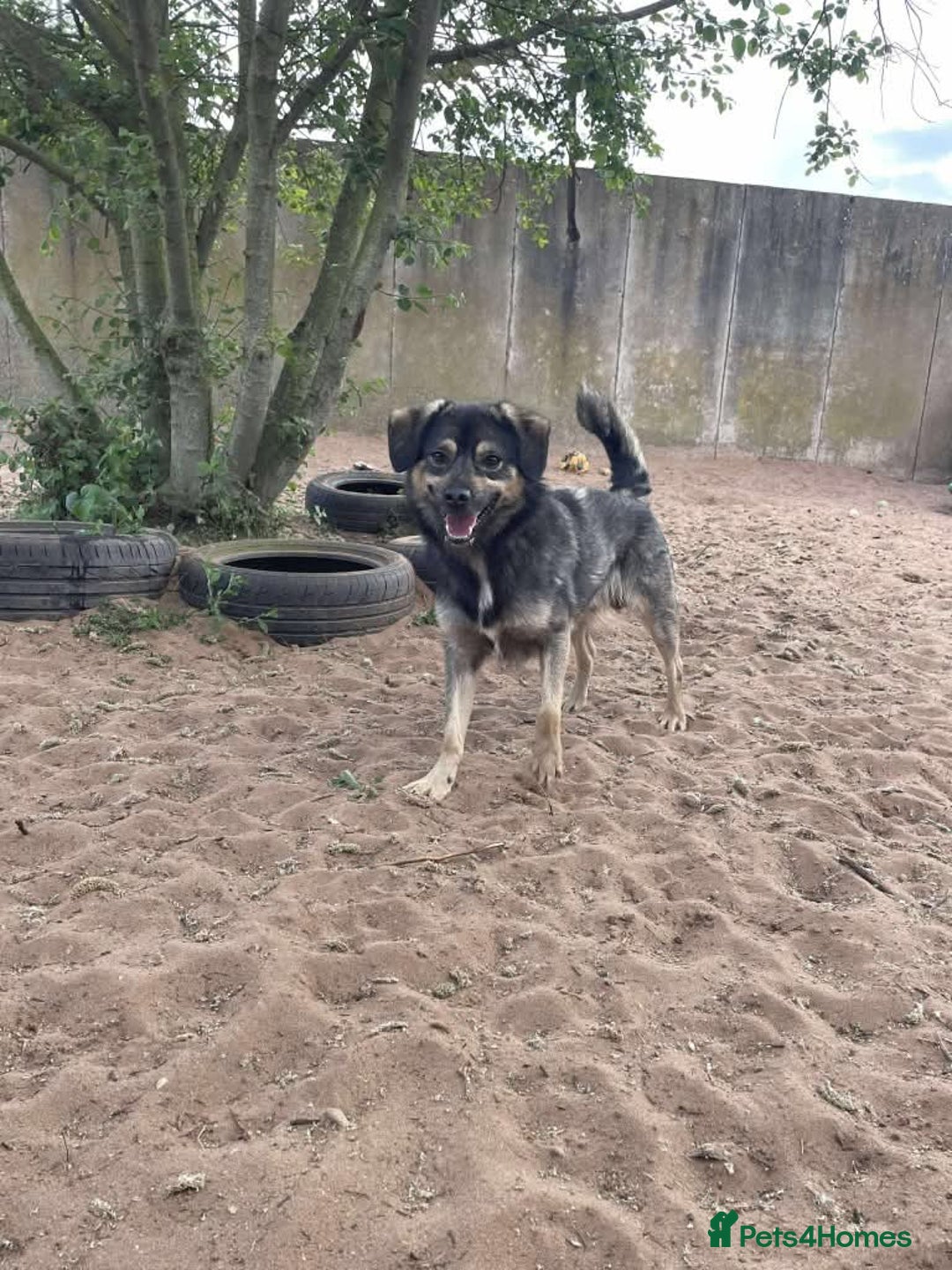 Mixed Breed dogs for adoption: Meet Isacc, currently residing in Cheshire  in Nantwich - Image 13