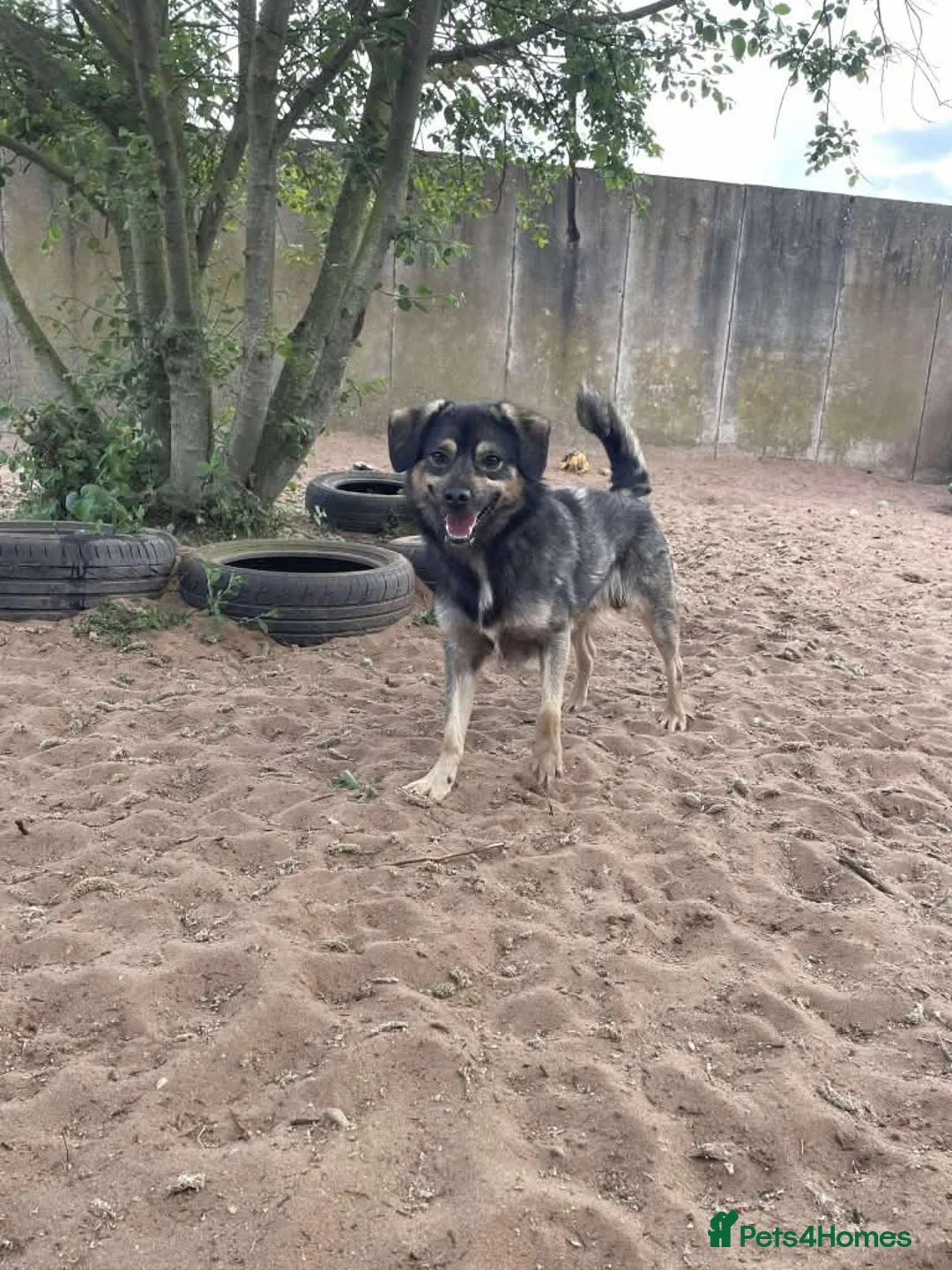 Mixed Breed dogs for adoption: Meet Isacc, currently residing in Cheshire  in Nantwich - Advert 13