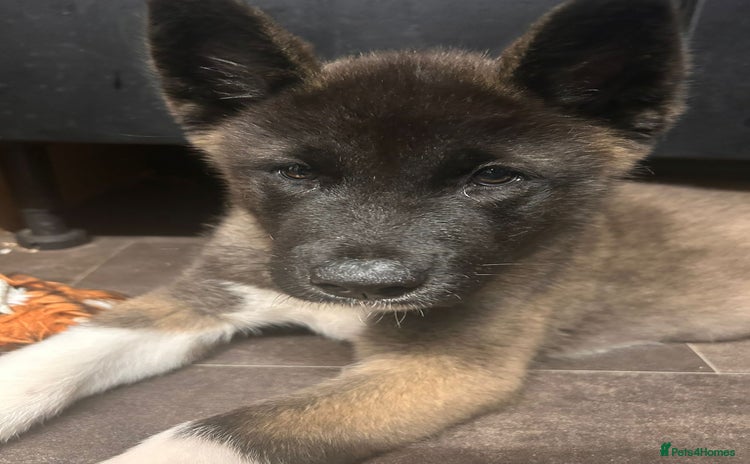 Akita dogs - Advert 1