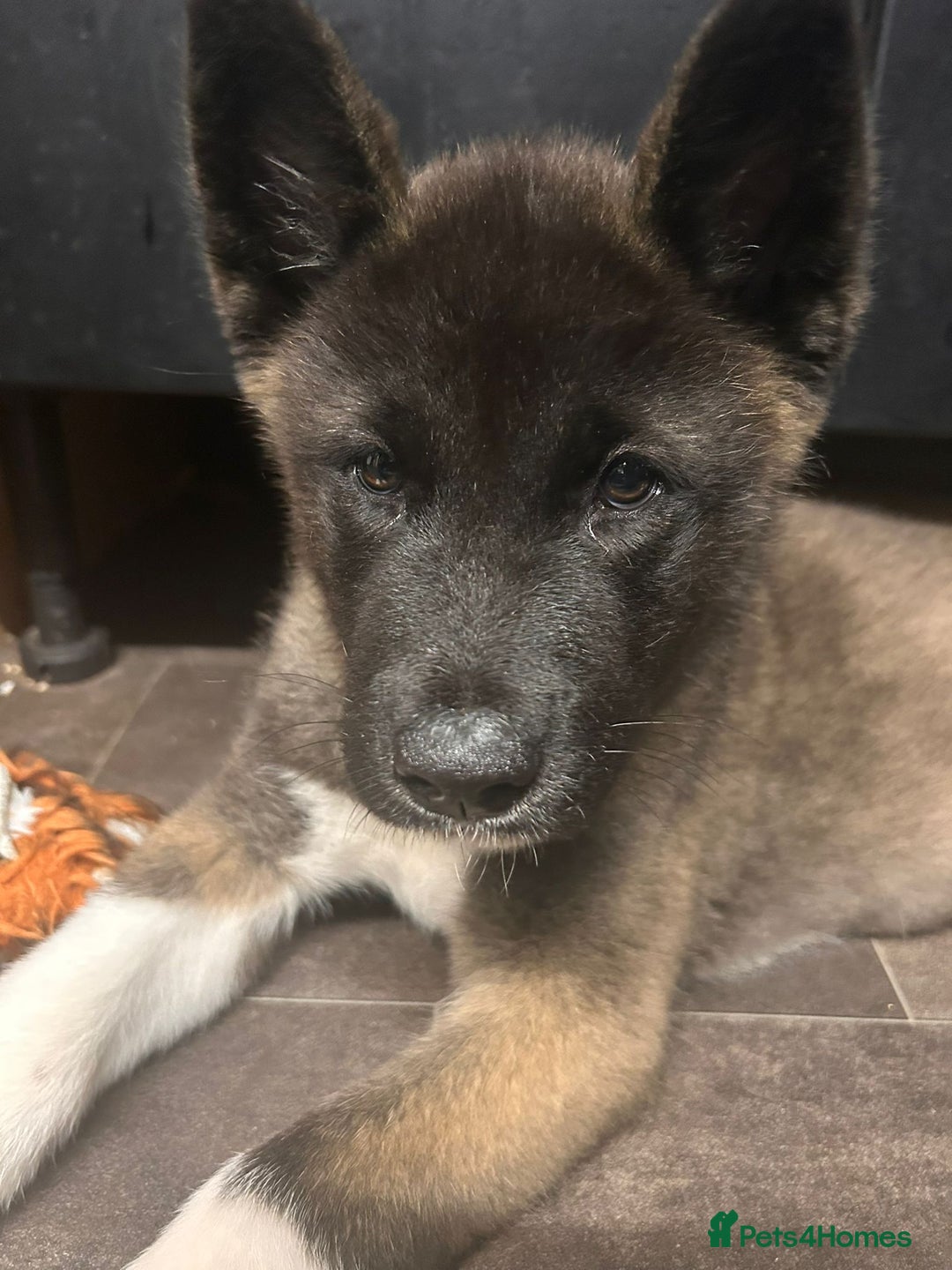 Akita dogs for sale: Rene the American Akita puppy  - Image 1