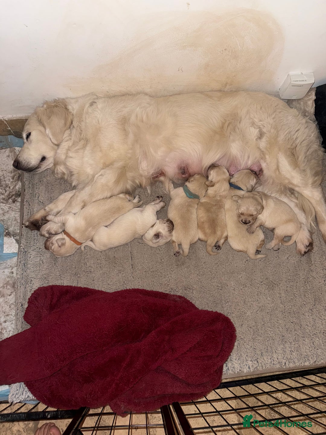 Golden Retriever dogs for sale: Golden retrievers  - Advert 1