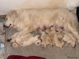 Golden Retriever dogs Golden retrievers - Advert 12