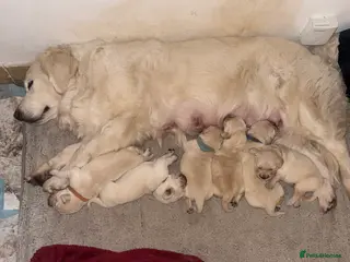 Golden Retriever dogs Golden retrievers - Advert 1