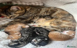 British Longhair cats for sale: Fluffy kittens very beautifull - Image 14