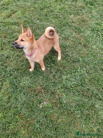 Japanese Shiba Inu dogs - Advert 2