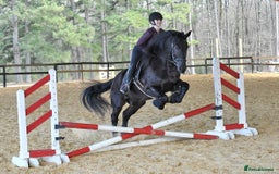 Friesian horses for sale: Cody Friesian Dressage Family Trails Gentle - Image 2
