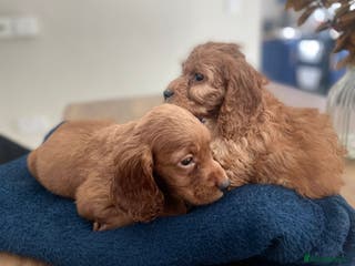 Cockapoo dogs ❤️NOW REDUCED❤️…X1 BOY (health tested) - Advert 10