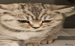 British Shorthair cats for sale: GCCF Reg Chocolate Silver Spotted Tabby BSH Boys - Image 22