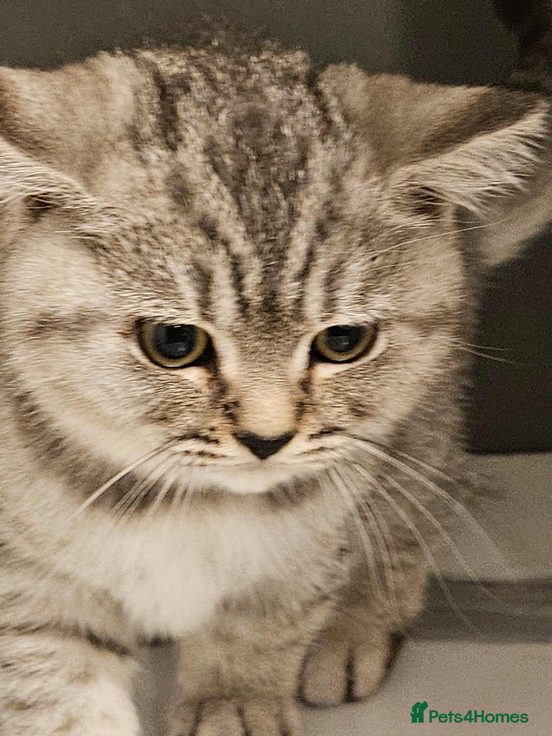 British Shorthair cats for sale: GCCF Reg Chocolate Silver Spotted Tabby BSH Boys - Image 22
