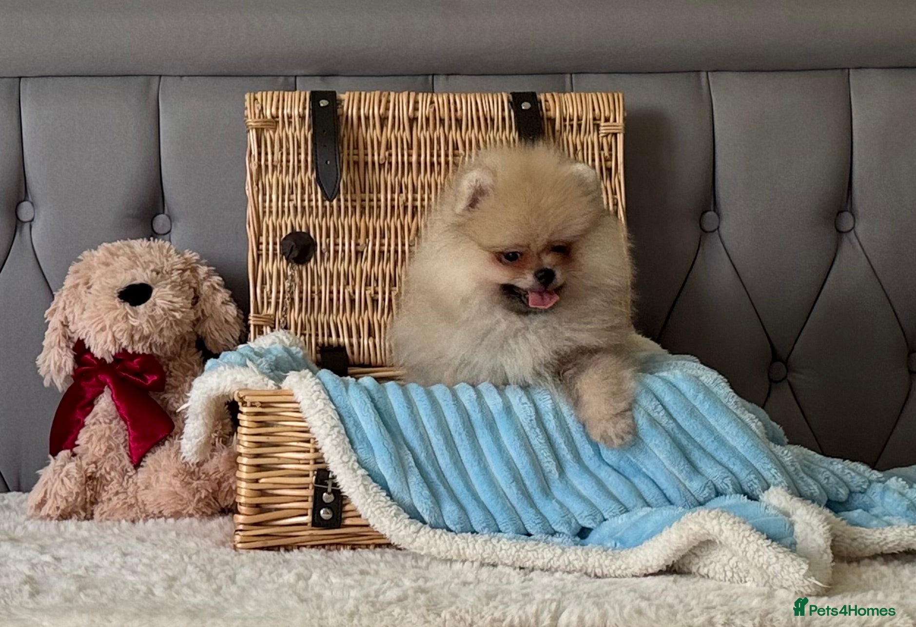 Pomeranian dogs  Rare colour Russian line Teddy Bear Pom Puppies ✨ - Advert 3