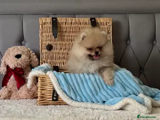 Pomeranian dogs Rare colour Russian line Teddy Bear Pom Puppies ✨ - Advert 3