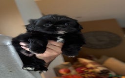 Shih Tzu dogs for sale: 🩷🩷 Stunning Black Shih Tzu Girls 🩷🩷 - Image 6