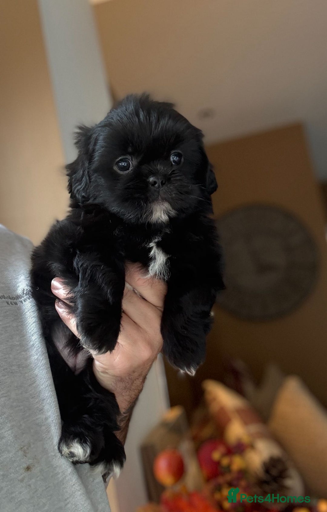 Shih Tzu dogs for sale: 🩷🩷 Stunning Black Shih Tzu Girls 🩷🩷 - Image 6