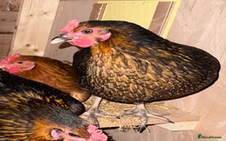 Chickens poultry for sale: Copper Black chicken  - Image 2