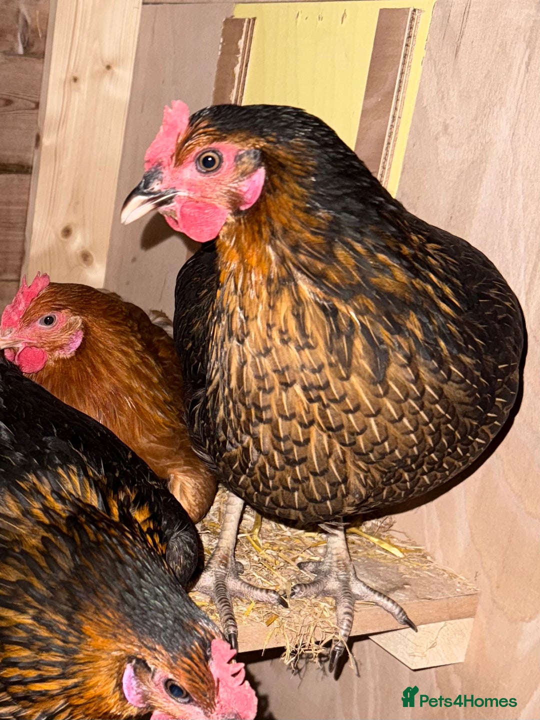 Chickens poultry for sale: Copper Black chicken  - Image 2