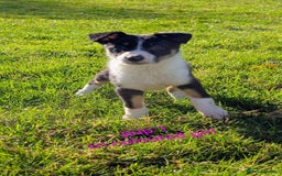 Border Collie dogs for sale: Farm bred collie pups - Image 2