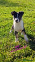 Border Collie dogs - Advert 5