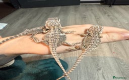 Bearded Dragon reptiles for sale: Bearded Dragon Babies - Advert 7