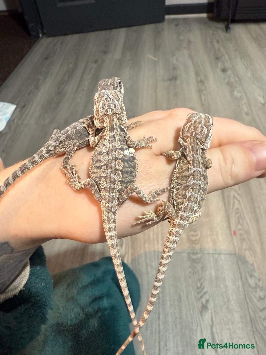 Bearded Dragon reptiles for sale: Bearded Dragon Babies - Advert 7