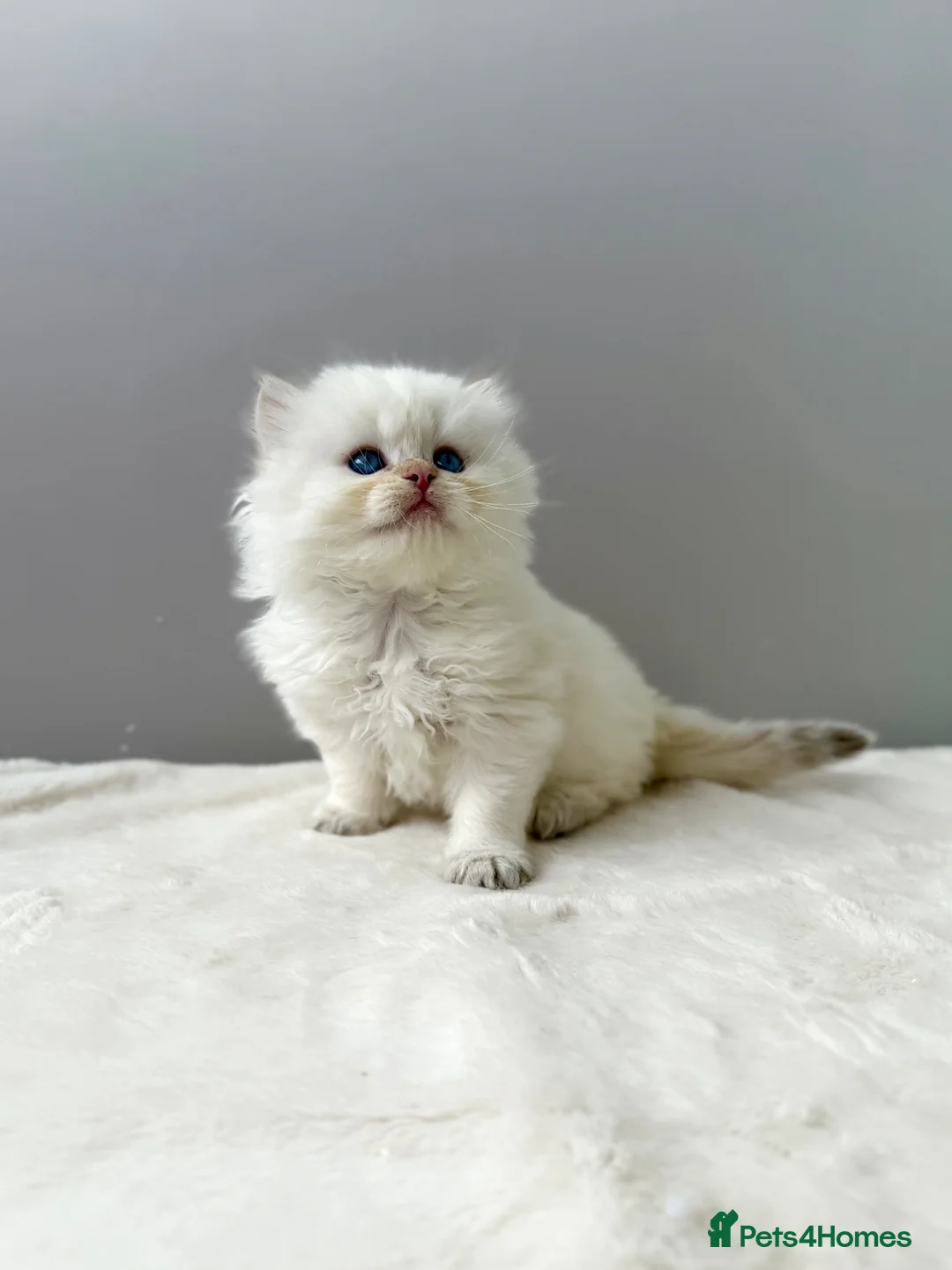 British Longhair cats for sale: Champion lines Golden British Longhairs - Advert 40