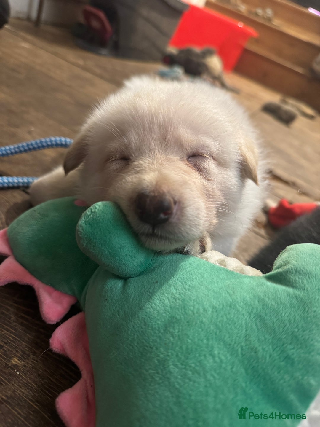 German Shepherd dogs for sale: Gorgeous German shepherd pups - Advert 8