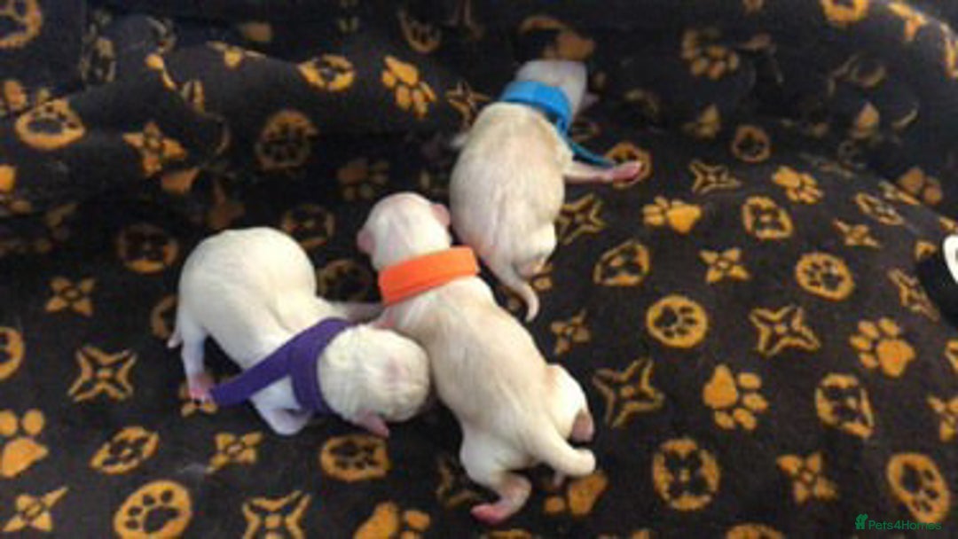 Pomchi dogs for sale: 🐾POMCHI PUPPIES🐾 - Image 2