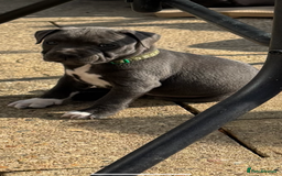 Staffordshire Bull Terrier dogs for sale: Kc registered blue Staffordshire puppies  - Image 2